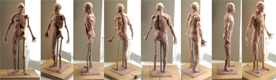 Anatomy Study